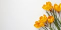 a spring banner with delicate yellow crocuses on a white background on the right, and a place for text on the left, the concept of Royalty Free Stock Photo