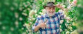 Spring banner of old man outdoor. Gardening hobby. Gardener cutting flowers in his garden. Flower care and watering
