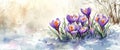 spring banner with place for text,delicate purple crocus flowers make their way through the snow, symbolizing the beginning of Royalty Free Stock Photo