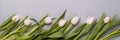 Spring banner with white tulips on gray background Royalty Free Stock Photo