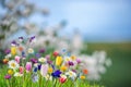 Spring banner with wild flowres Royalty Free Stock Photo