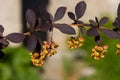 Spring barberry close-up Royalty Free Stock Photo
