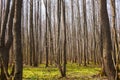 Spring bare forest. Many aspen tree trunks Royalty Free Stock Photo