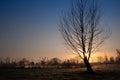 In spring, a bare willow stands by a lake where reeds are growing. The sun rises behind the tree. The sky is dark blue and red. Royalty Free Stock Photo