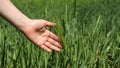 Spring barley fields and people. Royalty Free Stock Photo