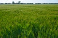 Spring barley grain fields with unripe green crops Royalty Free Stock Photo