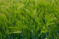 Spring barley grain fields with unripe green crops Royalty Free Stock Photo