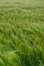 Spring barley grain fields with unripe green crops Royalty Free Stock Photo