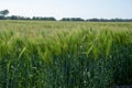 Spring barley grain fields with unripe green crops Royalty Free Stock Photo