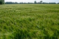 Spring barley grain fields with unripe green crops Royalty Free Stock Photo