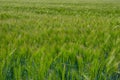 Spring barley grain fields with unripe green crops Royalty Free Stock Photo