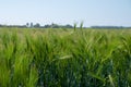 Spring barley grain fields with unripe green crops Royalty Free Stock Photo