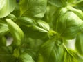 Spring of basil in the sun Royalty Free Stock Photo