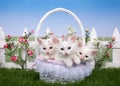 Spring basket with three white kittens in a garden Royalty Free Stock Photo