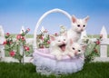 Spring basket with three white kittens in a garden