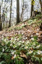 Spring beams beautiful white anemones Royalty Free Stock Photo