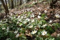 Spring beams beautiful white anemones Royalty Free Stock Photo