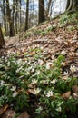 Spring beams beautiful white anemones Royalty Free Stock Photo
