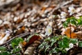 Spring beams beautiful white anemones Royalty Free Stock Photo