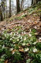 Spring beams beautiful white anemones Royalty Free Stock Photo