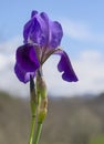 Spring bearded iris aka germanica flower against blue sky. Purple, growing wild. Royalty Free Stock Photo