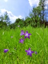 Spring beatiful flowers  and green grass Royalty Free Stock Photo