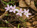 Group of Spring Beauties Wildflowers - Claytonia virginica