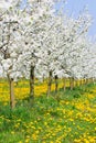 Spring in beautiful bud flower orchard tree blossom Royalty Free Stock Photo