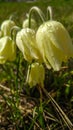 Spring beautiful close pale yellow pasque flowers with rain drop