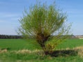 Spring beautiful countrysice landscape with with a willow, a tree with young sprouts on the edge of a green meadow Royalty Free Stock Photo