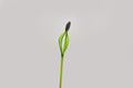 Spring. Beautiful early and young sprouts of coniferous tree pine, spruce, fir