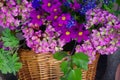 Spring Beautiful, flowers in the basket Royalty Free Stock Photo