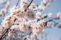 Blooming spring cherry against the sky.