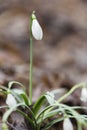 Spring:Beautiful fragile snowdrop after a rainy day