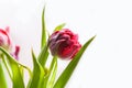 Spring beautiful tulip flowers on soft pastel background with copy space. Royalty Free Stock Photo