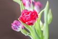 Spring beautiful tulip flowers on soft pastel background Royalty Free Stock Photo