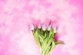Spring beautiful tulip flowers on soft pastel background Royalty Free Stock Photo
