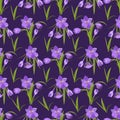 Spring beautiful violet crocuses pattern background on white.