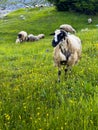 Spring beautiful wooly sheep in a green meadow