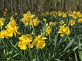 Yellow Daffodil Daffodils in the forrest Royalty Free Stock Photo
