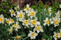 Spring beauty: beautiful narcissus, white and yellow daffodils blooming richly in the flowerbed in spring. Spring bulb flowers of Royalty Free Stock Photo