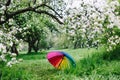 Colorful rainbow-umbrella in the blooming garden. Spring, outdoors.