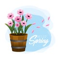 Spring beauty flowers plants with leaves Royalty Free Stock Photo