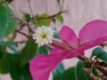 Spring Beauty: Pink Bracts Flower of Bougainvillea Plant Royalty Free Stock Photo