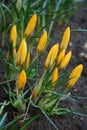 Spring beauty and tenderness. The yellow crocus flowers blooming in the spring garden. Royalty Free Stock Photo