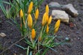 Spring beauty and tenderness. The yellow crocus flowers blooming in the spring garden. Royalty Free Stock Photo