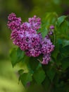 Spring beauty, twigs of fragrant lilac