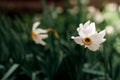 Spring beauty. Two beautiful white daffodils on a green background. Flowers for sale. Royalty Free Stock Photo