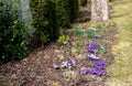 Spring bed with bulbs and hellebore which has just formed flower buds and will bloom soon. The crocuses are pink, purple and yello