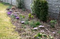 Spring bed with bulbs and hellebore which has just formed flower buds and will bloom soon. The crocuses are pink, purple and yello